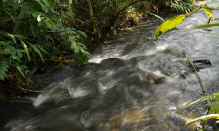 Parque Ambiental Corazón de Pance respetará la dinámica natural del río