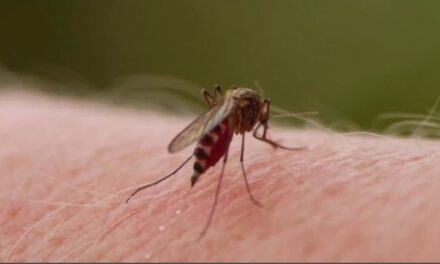 Se declara la emergencia sanitaria por dengue en el Valle del Cauca