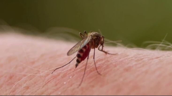 Se declara la emergencia sanitaria por dengue en el Valle del Cauca