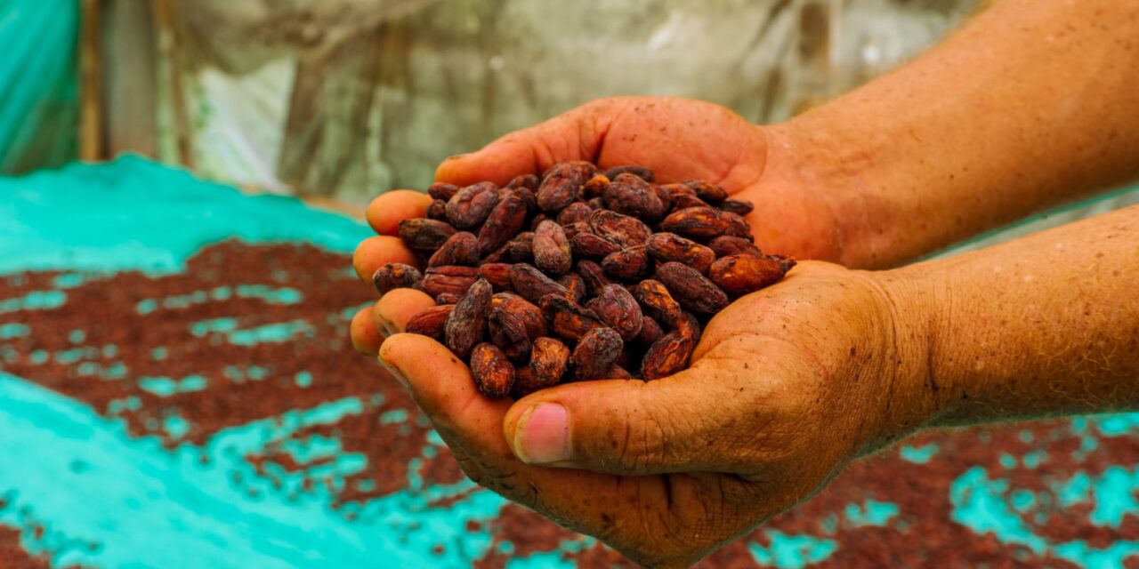 Tumaco, sitio clave para impulsar el cacao en la región