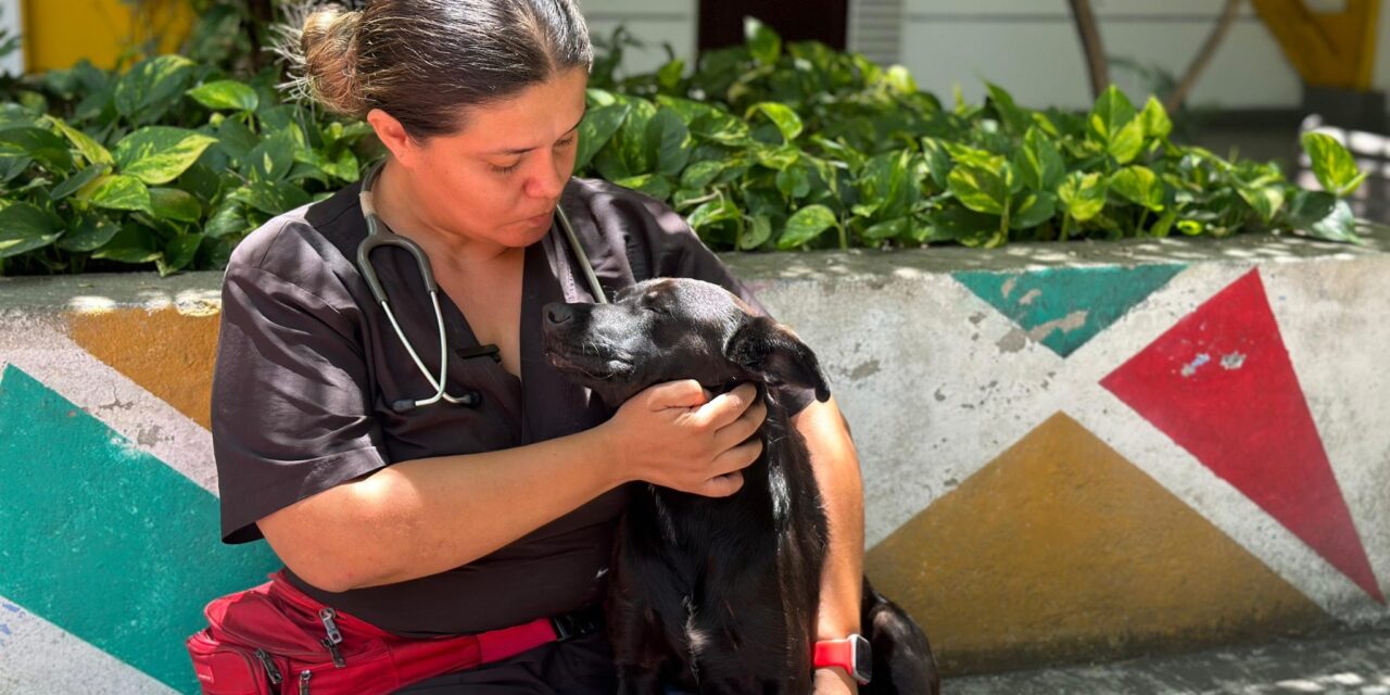 Palmira le sigue la huella a hogares de paso y albergues veterinarios