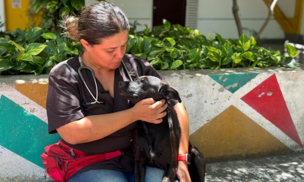 Palmira le sigue la huella a hogares de paso y albergues veterinarios